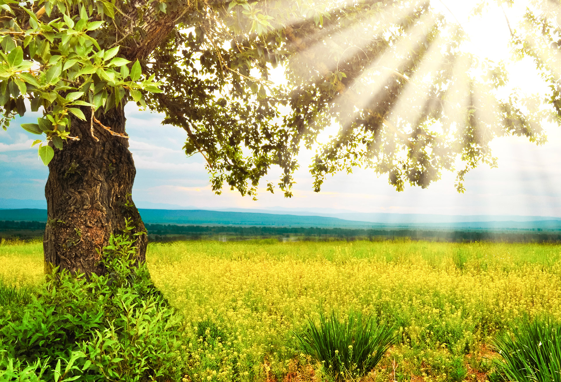 visual of a tree and dappled sunlight
