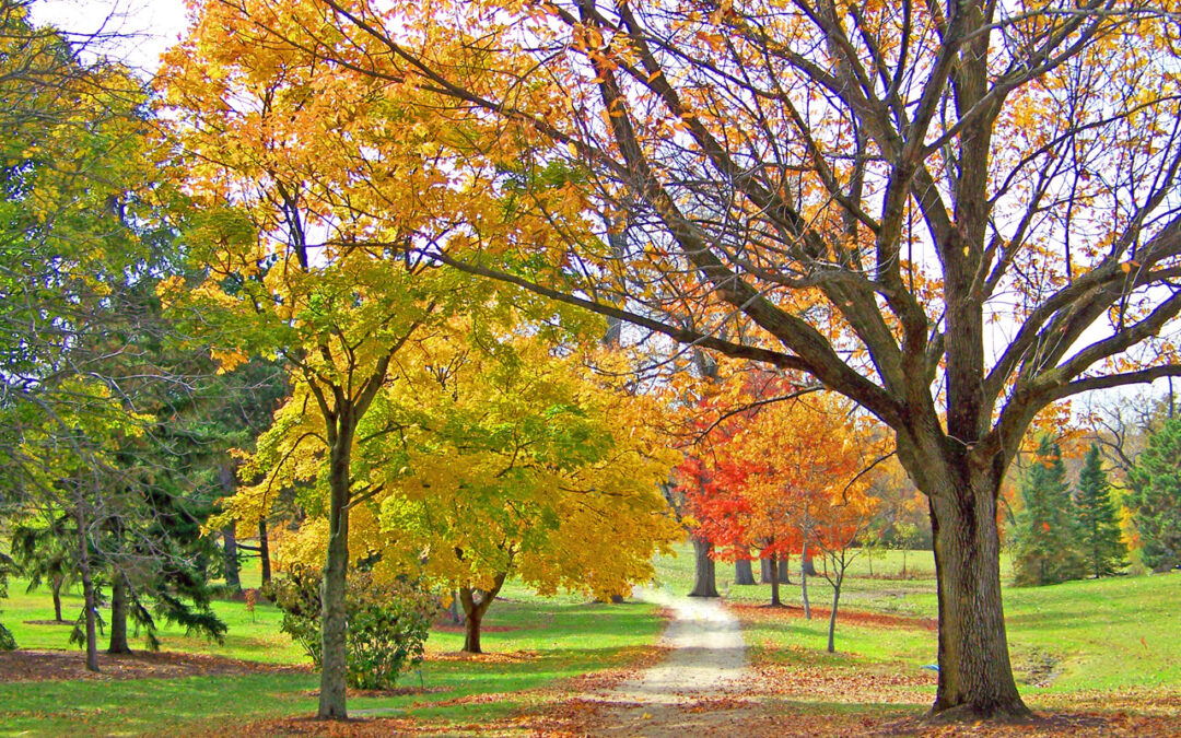 November Newsletter
