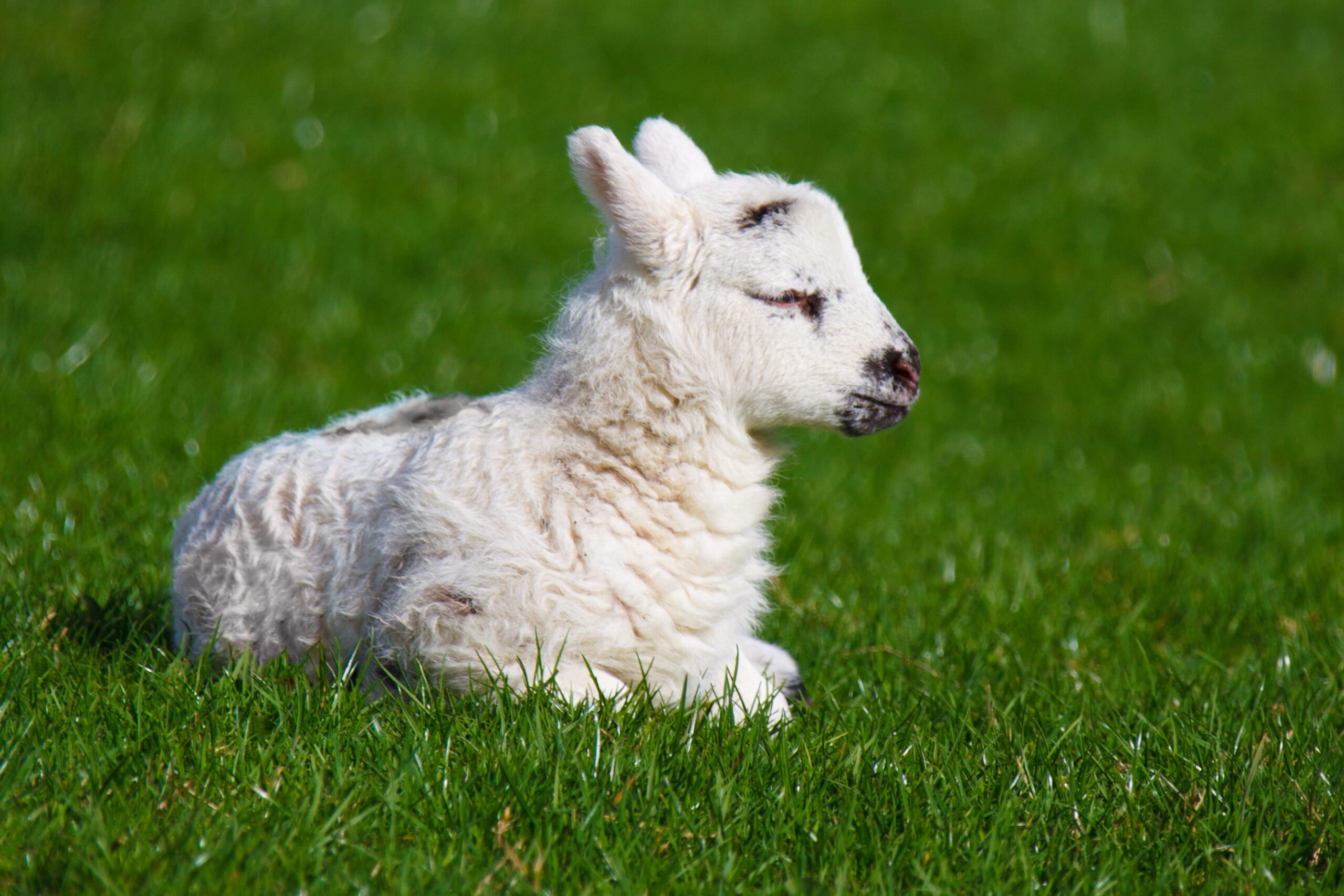 picture of white lamb