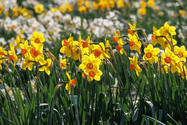 Picture of daffodils